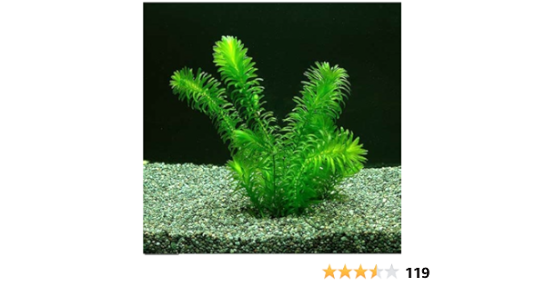 Amazon Co Jp 水草 アナカリス メダカ 金魚藻 国産 オオカナダモ 10本 ペット用品