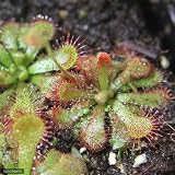 (食虫植物)モウセンゴケ ディールシアナ 3号(1ポット) 本州・四国限定[生体]