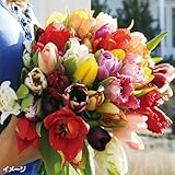国華園 チューリップミックス(無選別) 50球【※発送が国華園からの場合のみ正規品です】