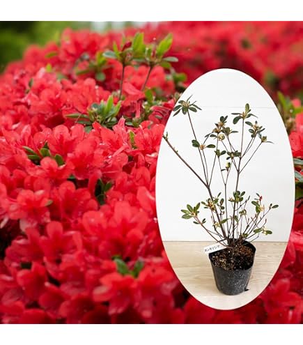 Amazon.co.jp: ベニシダレモミジ 紅枝垂れ紅葉 10号 1 : DIY・工具