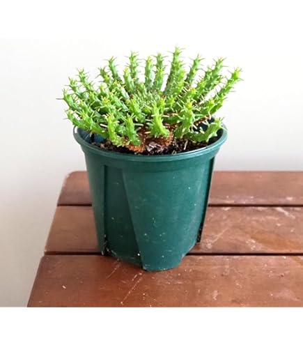 Amazon｜多肉植物：ユーフォルビア 子吹きシンメトリカ*｜観葉植物