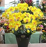 光触媒 胡蝶蘭 ギフト【造花】 ５本立て 黄色Ｍ　【ＣＴ触媒加工】　開店・開業・開院・オープンなどのお祝いに