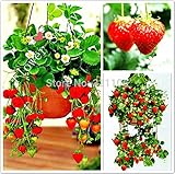 フルーツおいしいbonsailイチゴ種子semenatsvety庭園をぶら下げ200植栽
