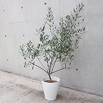 MARIMOさん、専用 オリーブ ルッカ MARIMOさん、専用 オリーブ ルッカ