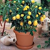 1bag=20 pcs bonsai lemon tree seeds NO-GMO fruit lemon seeds for home garden planting
