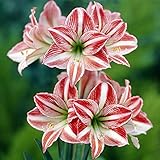 小輪系アマリリス：フェアリーテール1球入り[春植え球根・豪華な花姿が楽しめる！]