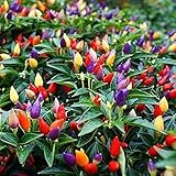 200Pcs/ bag Ornamental Hot Pepper seeds multicolored vegetable seeds Prairie Fire Edible Grow flores