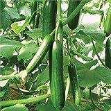 TOPmountain キュウリの種 15個 庭の野菜の種 果物と野菜の種