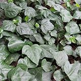 ヘデラ　カナリエンシス（オカメヅタ）：緑葉3～3.5号2株セット[グランドカバー・壁面緑化に！] ノーブランド品