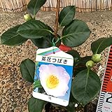 椿 苗木 ツバキ 曙椿 13.5cmポット苗 つばき 苗