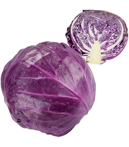 カリボスキャベツの種(紫とんがりキャベツ) 楽天市場】【有機種子】 赤とんがりキャベツ/赤シュピッツコール