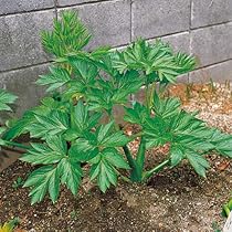 61FXsYiktUL._AC_UL210_SR210,