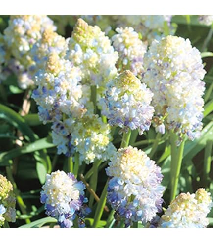 Amazon.co.jp: ムスカリ 球根 ホワイトマジック 10球入 : DIY・工具