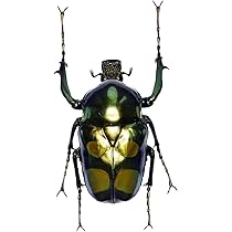 61Fbz19ZXHL._AC_UL210_SR210,