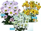 精興園 菊苗 9月咲の小菊 のえみ(白)・たつる(黄)・はぐみ(ピンク色) 3種各3本 計9本
