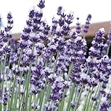 【メール便配送】　国華園　花たね イングリッシュラベンダー　1袋(150粒)【※発送が国華園からの場合のみ正規品です】