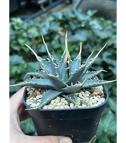 アガベ　ユタエンシス　エボリスピナ　青葉陽炎　親株　鉢植え発送 Amazon｜アガベ ユタエンシス エボリスピナ 青葉陽炎 親株 鉢植え