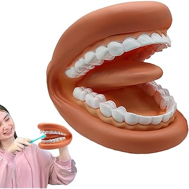 2.5倍大複製根模型歯 [B10-330] 歯の模型 2.5倍大複製根模型歯 [B10-330] 歯の模型 2.5倍大複製