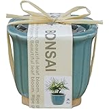 Amazon Co Jp 聖新陶芸 染付小紋盆栽栽培セット 桜 Gd 452 ホーム キッチン