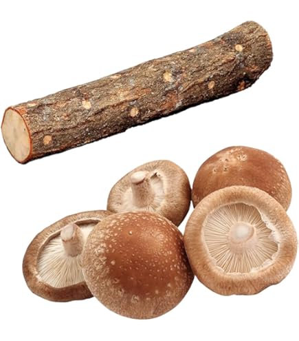 しいたけ 種駒すその620号（棒型） 500個入り×4袋 Amazon | しいたけ 種駒すその620号（棒型） 500個入り｜従来品種より