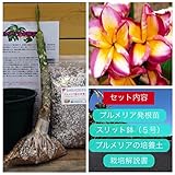 【希少なハイブリッド種】プルメリアのベアルート発根苗 ‘P6'（大苗） 栽培セット【スリット鉢・プルメリア専用培養土・栽培説明書つき】
