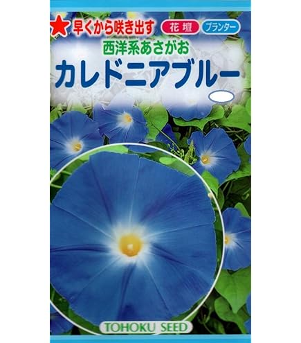 朝顔　種子25粒　アサガオ　あさがお 楽天市場】【朝顔】 種・小袋 （1ml） 固定種 : 苗木部 by 花