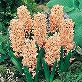 （球根）ヒヤシンス　オデッセイ【5球入】（花壇球）
