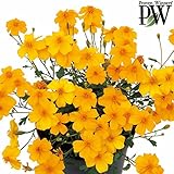 タゲテス：ゴールドメダル3号ポット 3株セット[周年開花・シトラスミントの香り] ノーブランド品