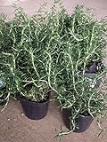【特選ハーブ苗セット販売】ローズマリー　這い性　５ポットセット（３．５号） 【まとめ売り】