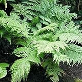 シダ：リョウメンシダ（両面羊歯）5号ポット　[常緑性の美しいシダ　日陰に庭に！] ノーブランド品