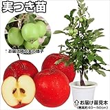 国華園　果樹苗　リンゴ　アルプス乙女実つき　1株【※発送が国華園からの場合のみ正規品です】