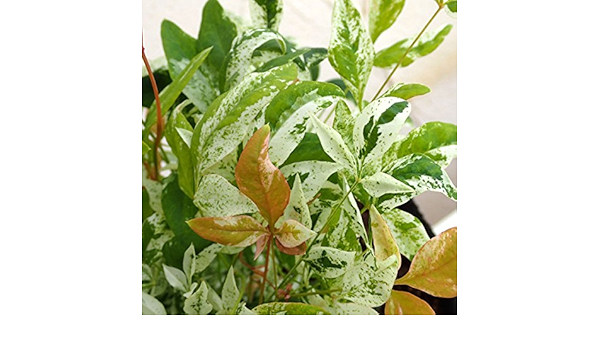 Amazon ナンテン 南天 トワイライト5号ポット 植木