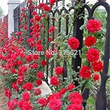 Red Climbing Plant Polyantha Rose Seeds DIY Home Garden Courtyard Pot Flower 100pcs