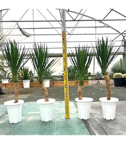 Amazon｜幹立 ロストラータ ユッカ 7号 観葉植物｜観葉植物