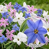国華園　秋植え球根 ハナニラ(イフェイオン) ジェシー 90球【※発送が国華園からの場合のみ正規品です】
