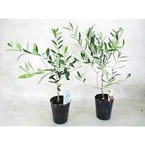 Amazon | オリーブ 苗木 おまかせ 2種(本)セット 全高:約40 Amazon | オリーブ 苗木 おまかせ 2種(本)セット 全高:約40