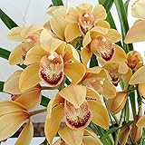 シンビジューム：サンシャインゴールド3本立ち６号鉢植え（アーチ） ノーブランド品