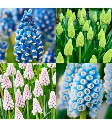 Amazon.co.jp: ムスカリ 【 シベリアンタイガー 】 球根 7球 秋