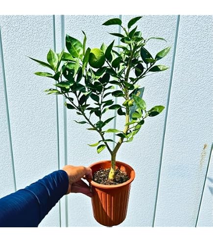 Amazon.co.jp: 橘 （タチバナ） 1年生接木苗 : DIY・工具・ガーデン