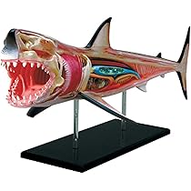 サメ　模型　ホホジロザメ　超絶モデル Amazon | Eden Toys ホホジロザメ サメ 魚類 動物 野生動物 海洋