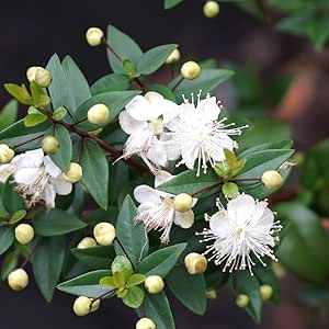 ギンバイカ ミルタス 根巻き 大苗 庭木 常緑樹 生垣 目隠し 低木 Diy 工具 ガーデン Amazon