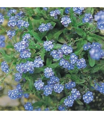 Amazon | 株式会社トーホク わすれな草 00898 | 野菜