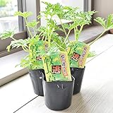 相武ガーデン 蚊連草 3ポットセット