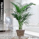 アレカヤシ 7号鉢 ・鉢カバー・受皿付き【観葉植物】