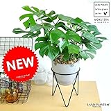 LAND PLANTS 【観葉植物】 ヒメモンステラ （アイアンスタンド × メントポット）