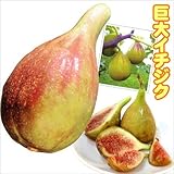 国華園　果樹苗　イチジク　バナーネR　1株