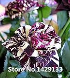 ストリップ低木バラの花の種子200PCSレアブッシュレインボーローズの種YELLOレッドピンクパープルガーデン盆栽エキゾチックな植物