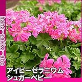 アイビーゼラニューム（ゼラニウム） シュガーベビー・3号苗 【花苗】【丈夫で可愛い！】