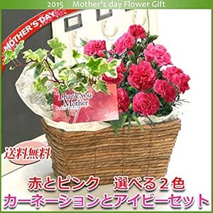 Amazon 母の日 カーネーションとアイビーセット 選べる2色の花色 鉢植え 桃 花と雑貨のａｂｃ 観葉植物 通販