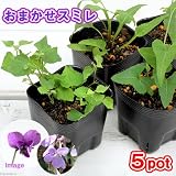 (山野草)スミレ(菫) 品種おまかせ 3号(お買い得5ポットセット) 本州・四国限定[生体]